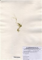 藏品(粗硬毛藻)的圖片